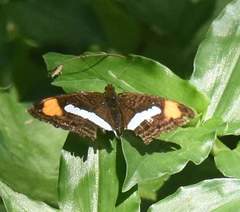 Adelpha syma