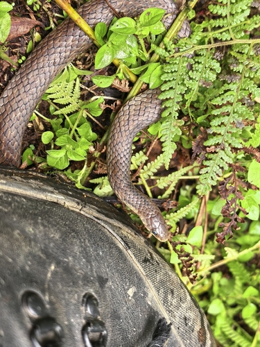 Blakeway’s Mountain Snake