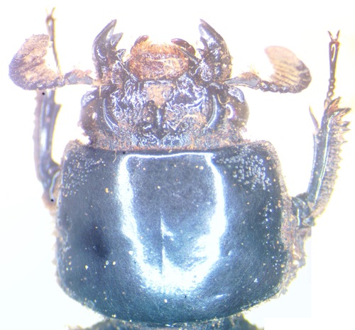 Macrolinus weberi