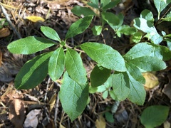 Rhododendron pilosum