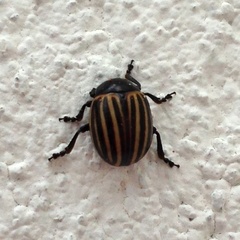 Leptinotarsa melanothorax