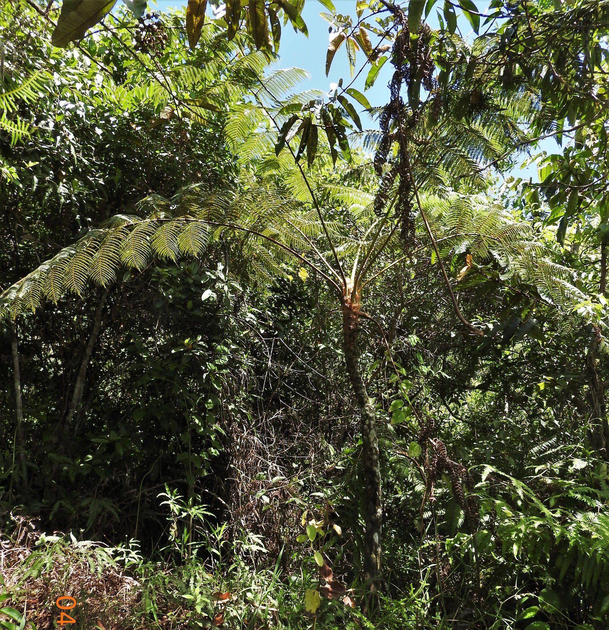 Cyathea poeppigii