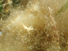 Dondice occidentalis