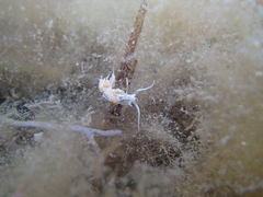 Dondice occidentalis