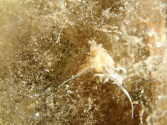 Dondice occidentalis