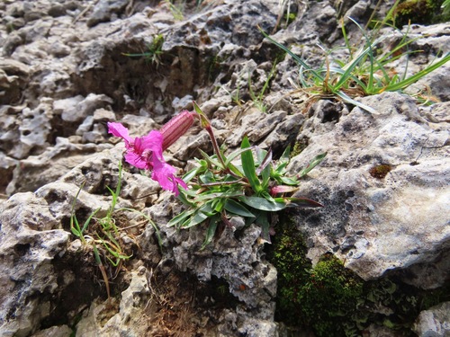 Large-flowered Catchfly (Silene elisabethae)