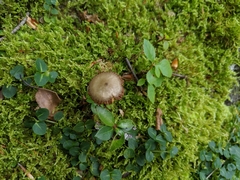 Panaeolus cinctulus