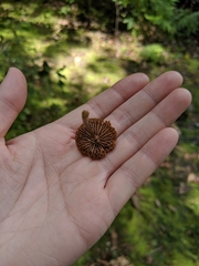 Panaeolus cinctulus