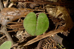 Corybas macranthus