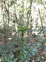 Araucaria bidwillii
