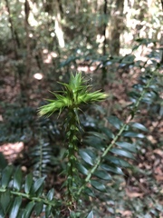 Araucaria bidwillii