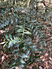 Araucaria bidwillii