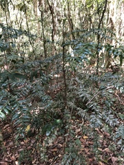 Araucaria bidwillii