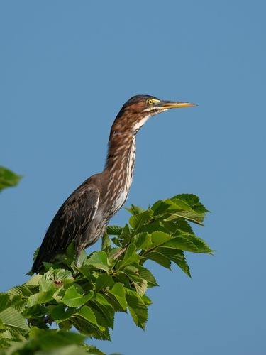 Green Heron photographed in Kansas