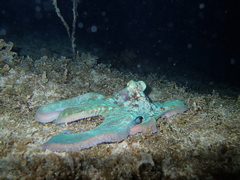 Octopus briareus