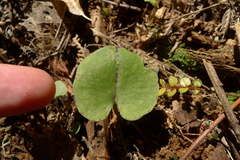 Corybas macranthus