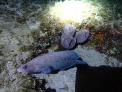 Rypticus saponaceus