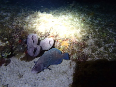 Rypticus saponaceus