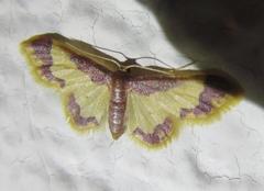 Idaea basinta
