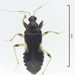 Alloeorhynchus myersi - Photo (c) Stephen Thorpe,  זכויות יוצרים חלקיות (CC BY-NC), הועלה על ידי Stephen Thorpe