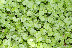 Hydrocotyle heteromeria