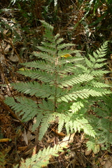 Parapolystichum microsorum pentangulare