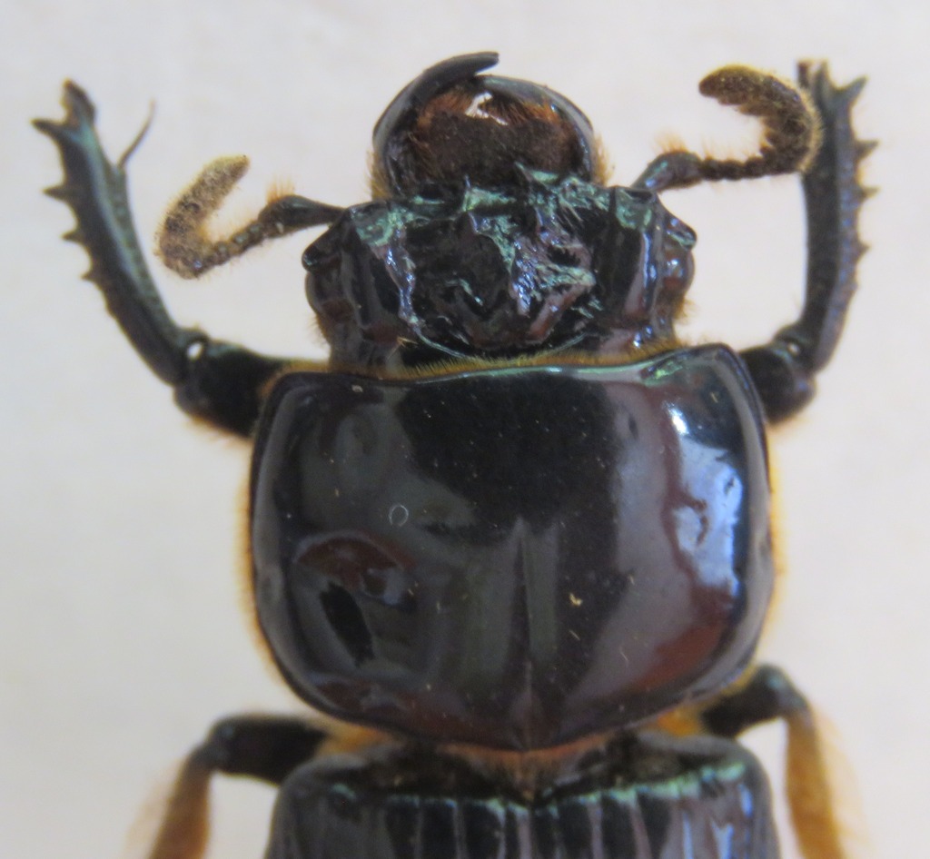 Labienus moluccanus