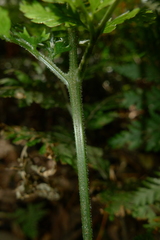 Parapolystichum microsorum pentangulare