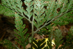 Parapolystichum microsorum pentangulare