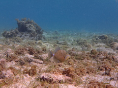Balistes vetula