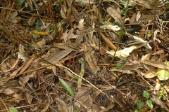 Parapolystichum microsorum pentangulare