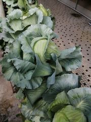 Brassica oleracea capitata