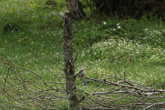 Trochalopteron elliotii