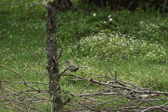 Trochalopteron elliotii