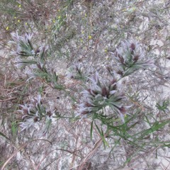 Liatris hesperelegans