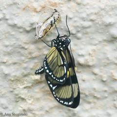 Methona themisto