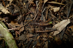 Parapolystichum microsorum pentangulare