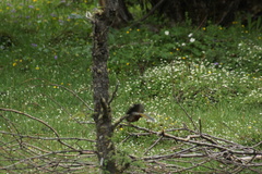 Trochalopteron elliotii