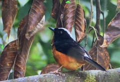 Copsychus stricklandii stricklandii