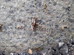 Macdunnoughia purissima