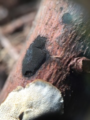 Graphostroma platystomum