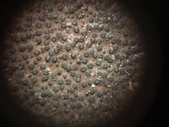 Graphostroma platystomum