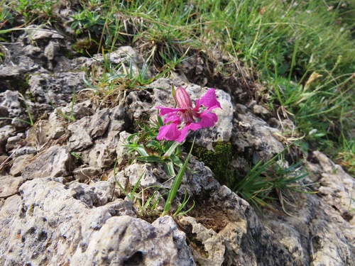 Silene elisabethae, photograph 3