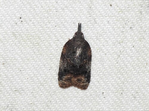 Singed Platynota photo 4