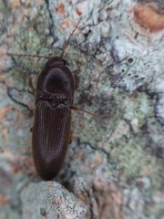 Ampedus fuscatus