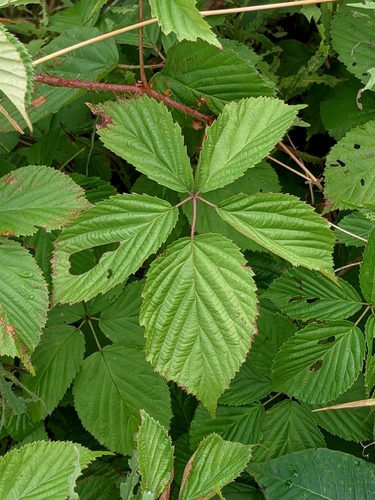Wisconsin blackberry (Rubus wisconsinensis)