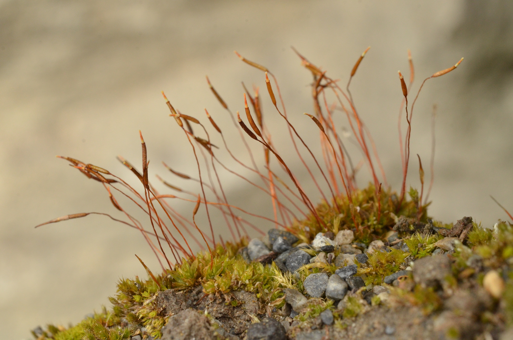 Tortula mucronifolia
