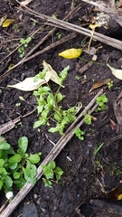 Valerianella carinata