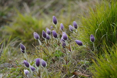Pulsatilla chinensis