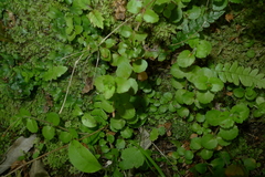 Epilobium rotundifolium
